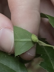 Gyropsylla ilecis