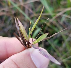 Dichanthelium dichotomum