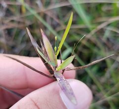 Dichanthelium dichotomum