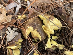 Suillus fuscotomentosus