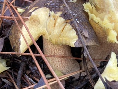Suillus fuscotomentosus