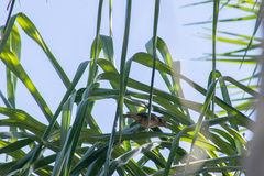 Passerina versicolor