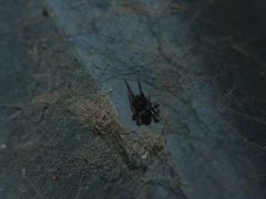 Steatoda borealis