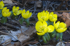 Eranthis hyemalis