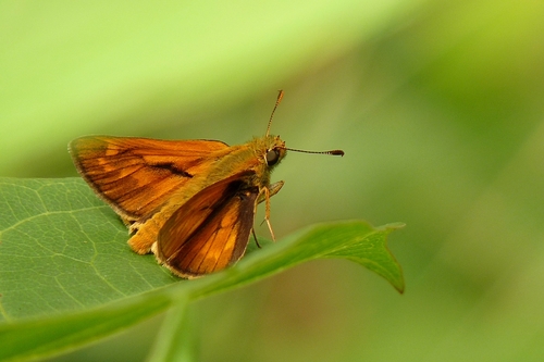 Miškinis Storgalvis nuotrauka