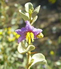 Solanum orbiculatum