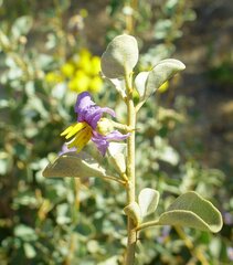 Solanum orbiculatum