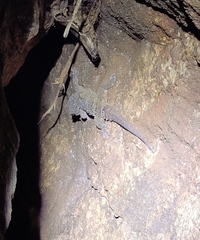 Hemidactylus sushilduttai