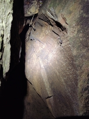 Hemidactylus sushilduttai