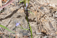 Austrosynthemis cyanitincta