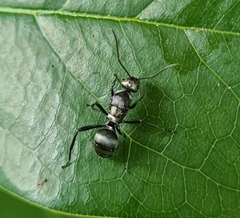 Polyrhachis daemeli
