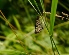 Heteropterus morpheus