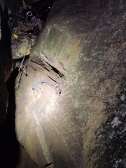 Hemidactylus sushilduttai