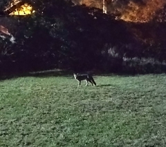 Lycalopex gymnocercus