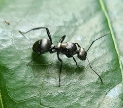 Polyrhachis daemeli