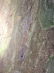 Hemidactylus sushilduttai