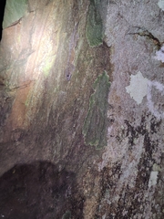 Hemidactylus sushilduttai