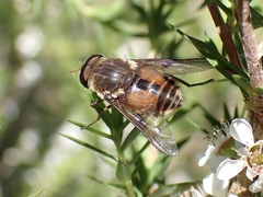 Scaptia