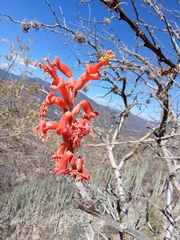 Fouquieria formosa