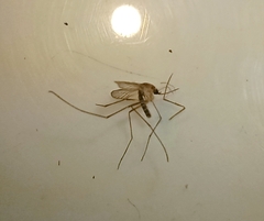 Culex quinquefasciatus