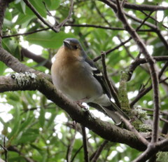Fringilla coelebs maderensis