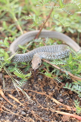 Masticophis mentovarius