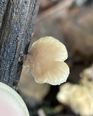 Lentinellus flabelliformis