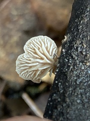 Lentinellus flabelliformis