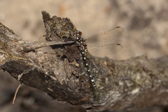 Austrosynthemis cyanitincta
