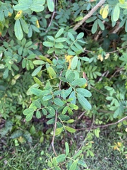 Machaerium lunatum