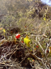 Capsicum annuum glabriusculum