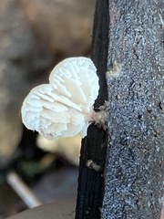 Lentinellus flabelliformis