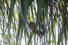 Passerina versicolor