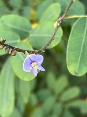 Machaerium lunatum