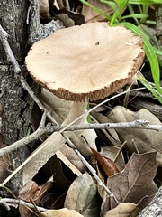Coprinopsis uliginicola