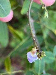 Machaerium lunatum