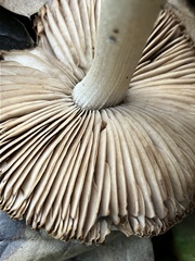 Coprinopsis uliginicola