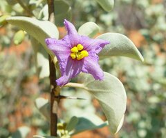Solanum orbiculatum orbiculatum