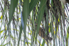 Passerina versicolor