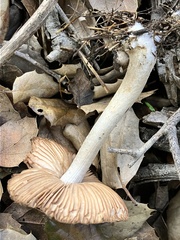 Coprinopsis uliginicola