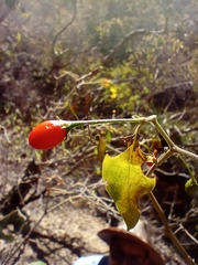 Capsicum annuum glabriusculum