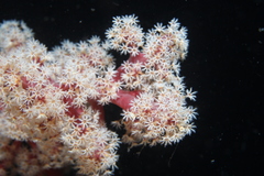 Siphonogorgia godeffroyi