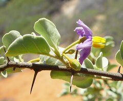 Solanum orbiculatum orbiculatum