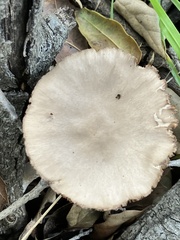 Coprinopsis uliginicola