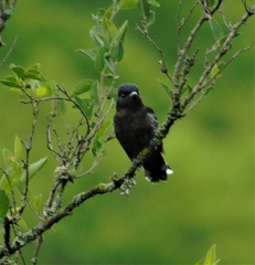 Pachyramphus polychopterus