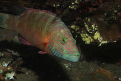 Oxycheilinus digramma