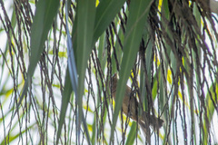 Passerina versicolor