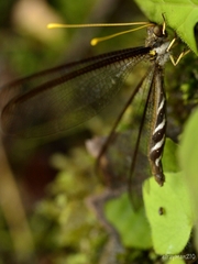 Haploglenius flavicornis