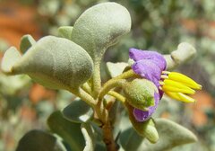 Solanum orbiculatum orbiculatum