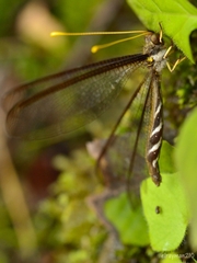 Haploglenius flavicornis